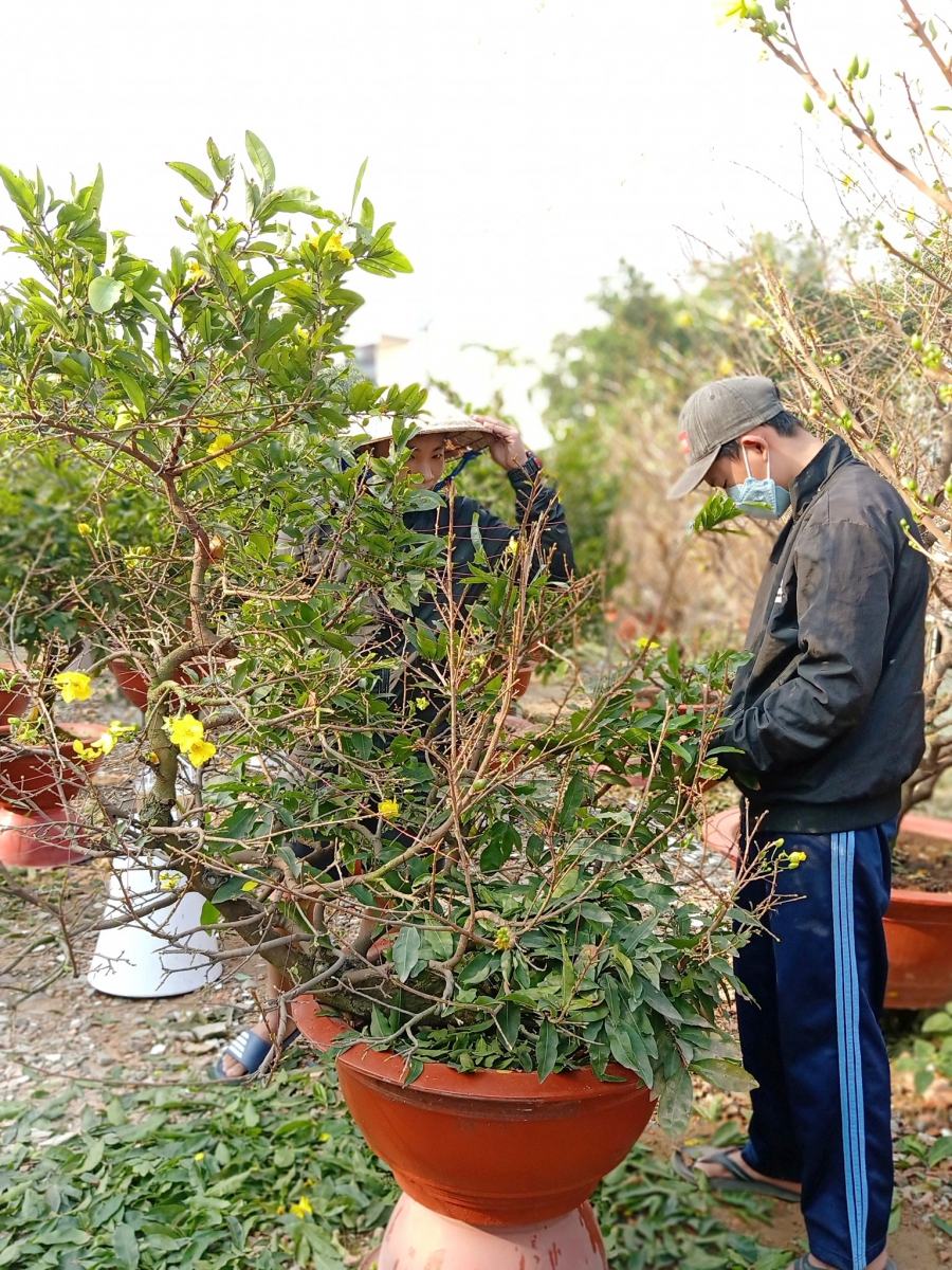 Chăm mai tết