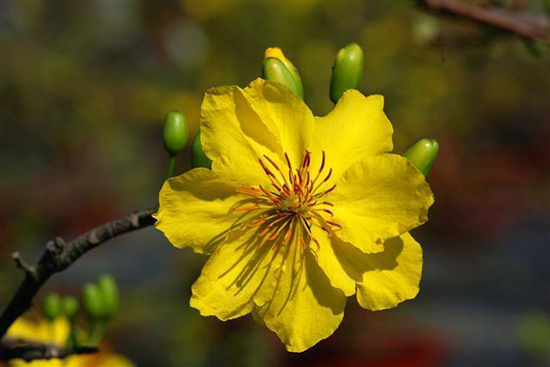 Mai Tết Bảo Anh