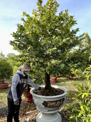 Mai Tứ Quý Ghép Chậu Xoay