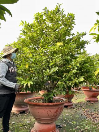 Mai Tứ Quý Ghép Giảo Thủ Đức