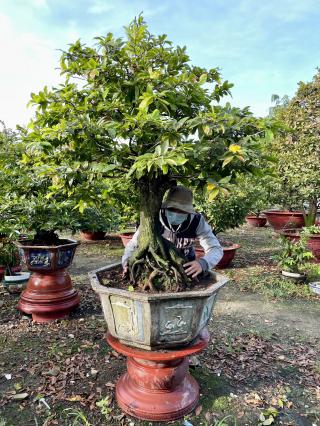 Mai Tứ Quý Ghép Bonsai 01